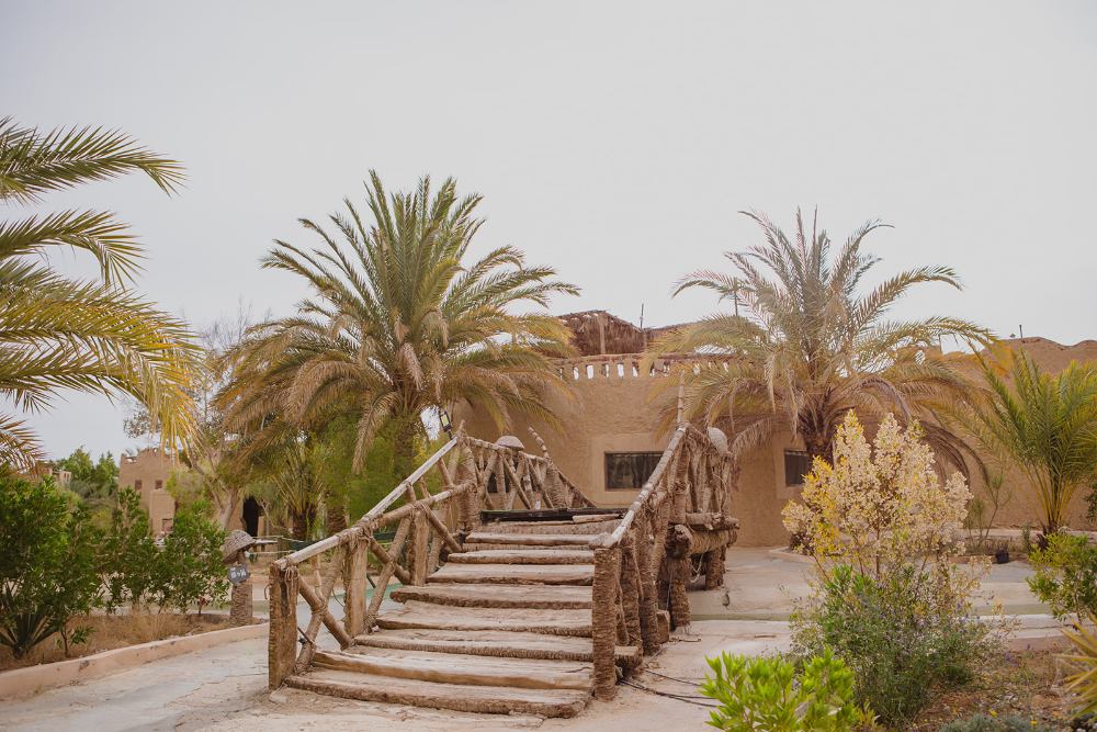 Illustration of the Enchanted Forest